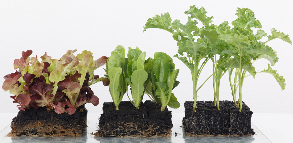 pottenpers, kluitjespers, perskluitjes, zaaikluitjes, aardkluitjes, pottenpers kopem, pottenpers aanschaffen, perspotjes, teelkluitjes maken, hoe maak ik teelkluitjes, perskluitjes maken, hoe maak ik pers kluitjes, erdtopfpresse, soil blocker, presse motte, ijzeren pottenpers, stalen pottenpers, metalen pottenpers, 4 x 4 x 5 pottenpers, 4 x 4 x 5 kluitjespers, vrekenzaden, zaaikalender, groetentelen, groenten kweken, kweekkas, toebehoren. zaai toebehoren, zaadhandel, zaadhandelaar, zaad groothandel, perspot apparaat, perspot apparaat kopen, hand pers potjes pers. handpers potjespers, tafelmodel pottenpers, tafelmodel pottjes pers, potjes pers